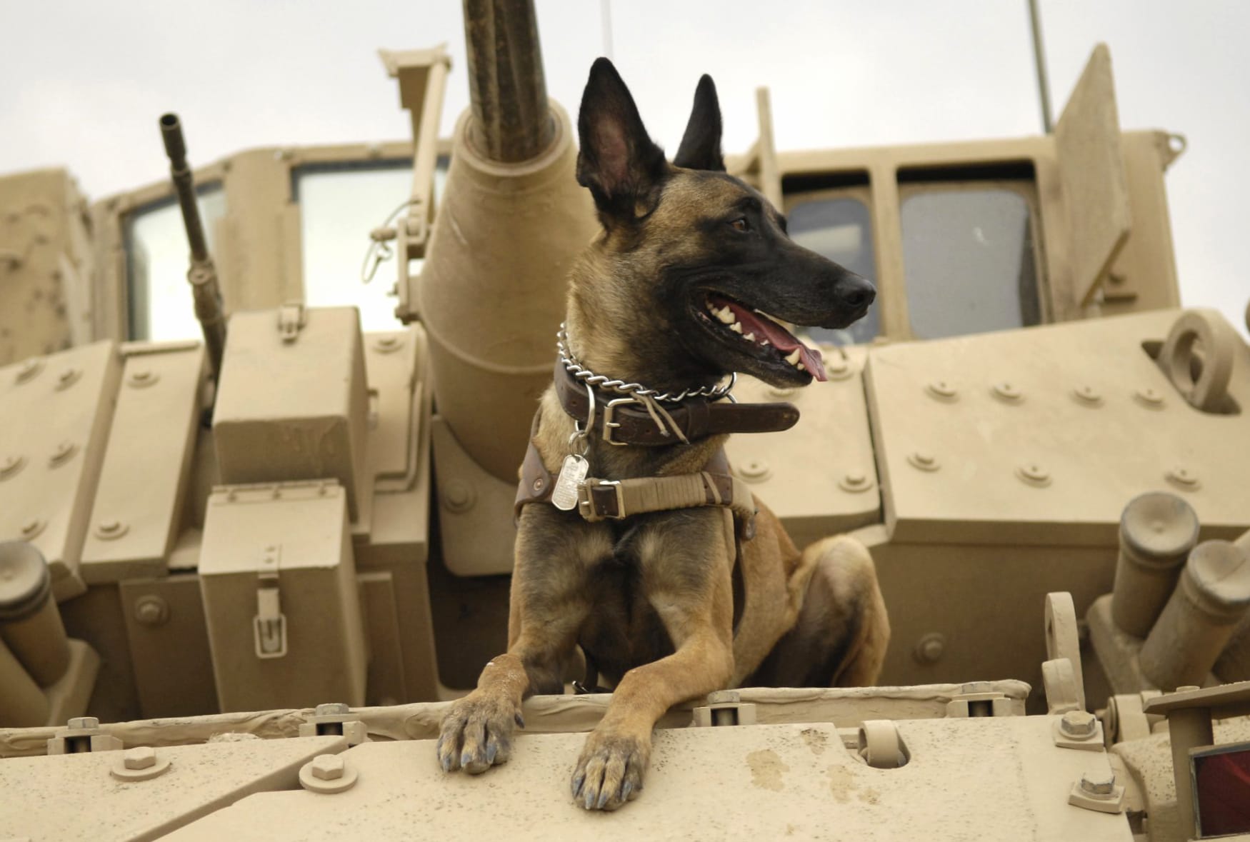 Belgian Malinois at 1152 x 864 size wallpapers HD quality