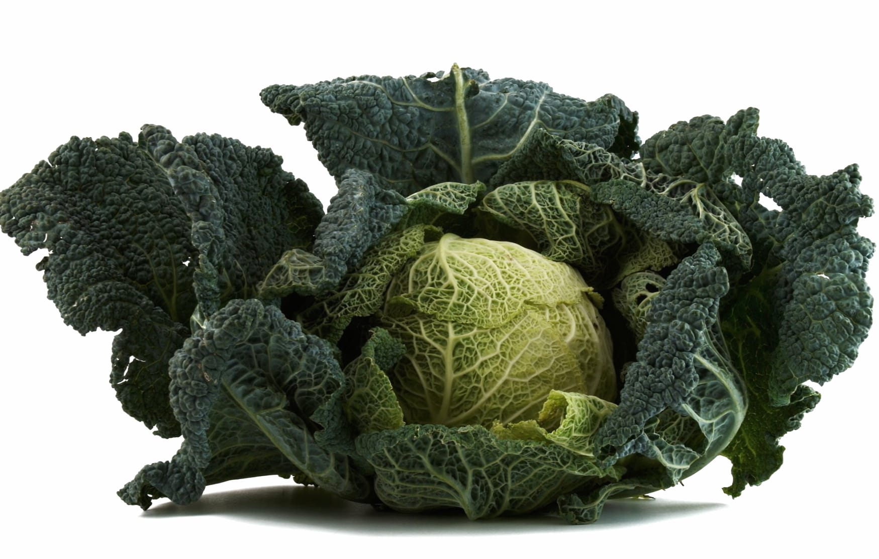 Cabbage wallpapers HD quality