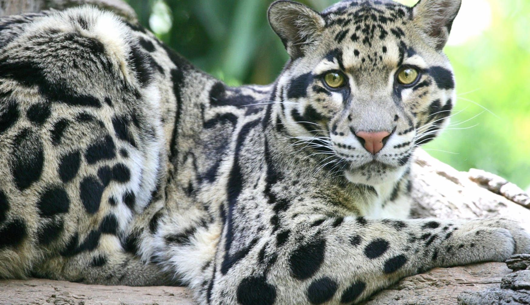 Clouded Leopard at 2048 x 2048 iPad size wallpapers HD quality