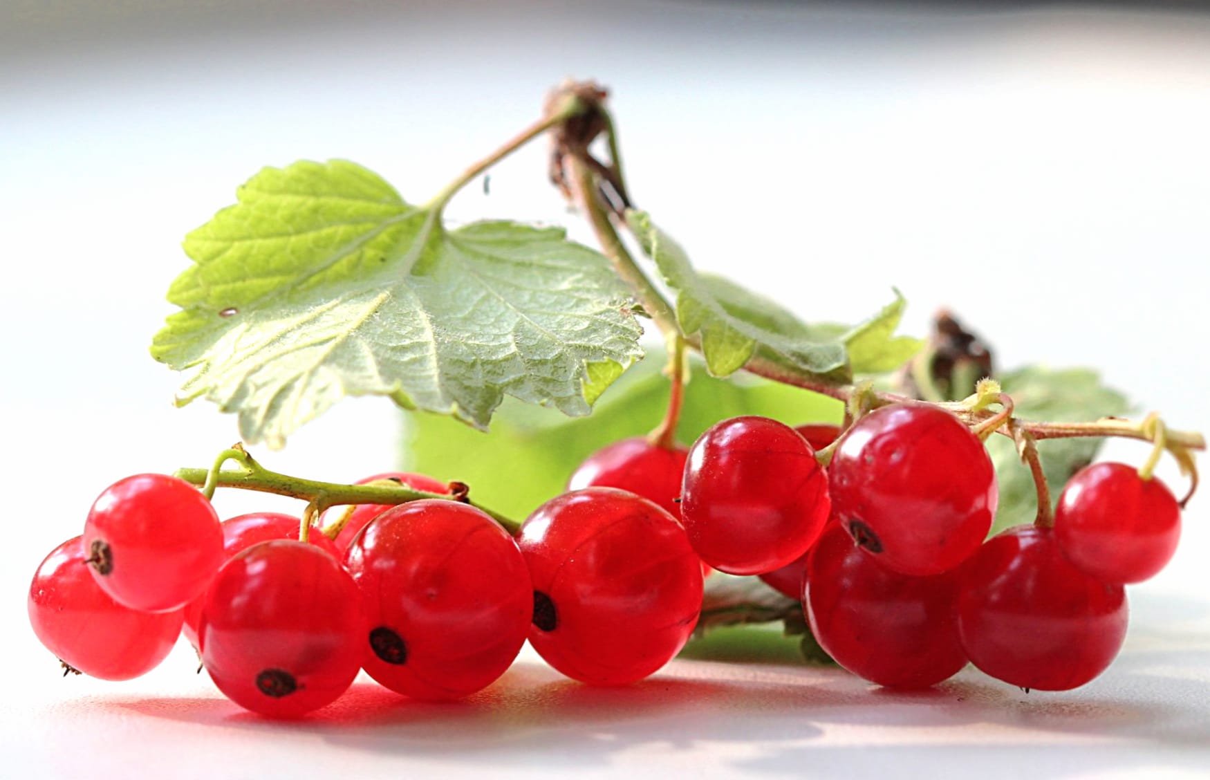 Currants at 1024 x 1024 iPad size wallpapers HD quality