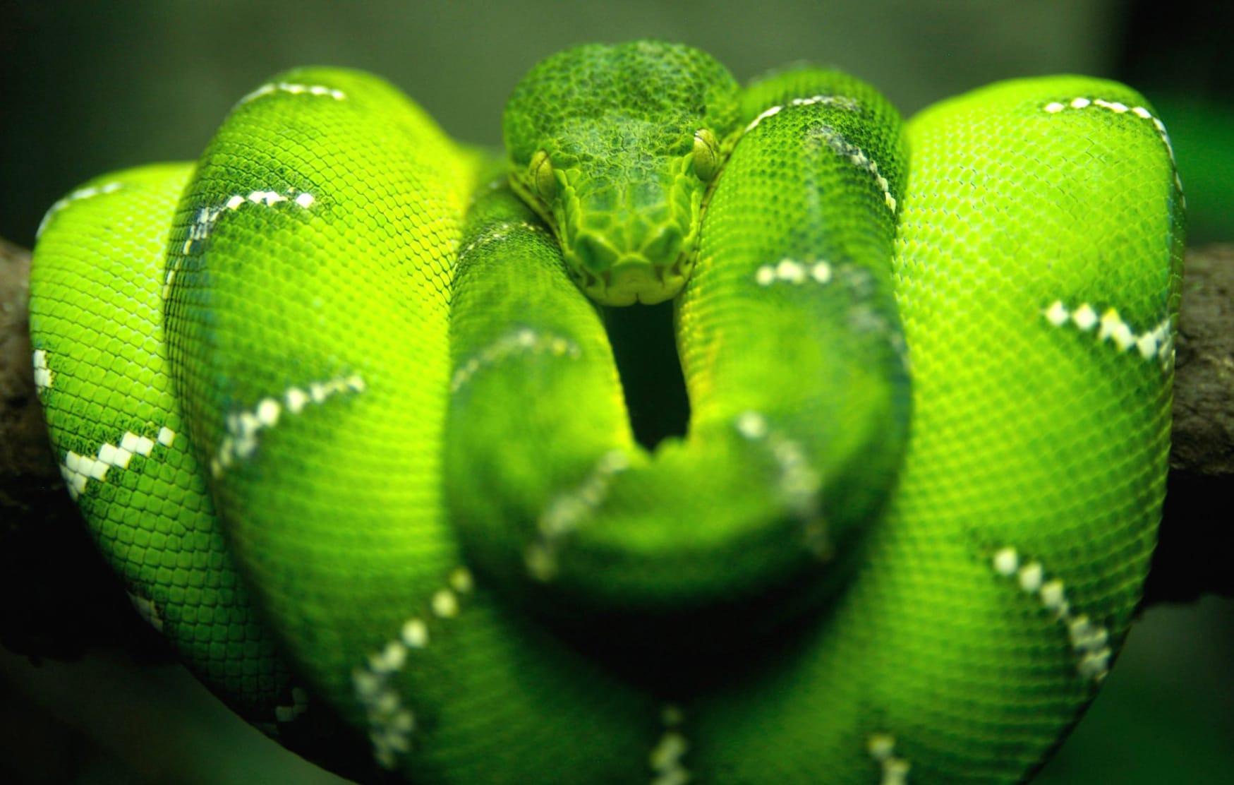 Emerald Tree Boa at 1024 x 768 size wallpapers HD quality
