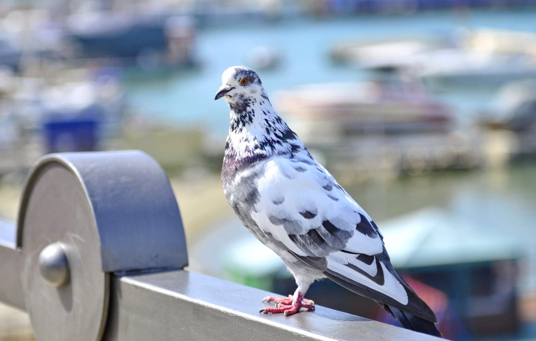 European Rock Dove Pigeon at 2048 x 2048 iPad size wallpapers HD quality