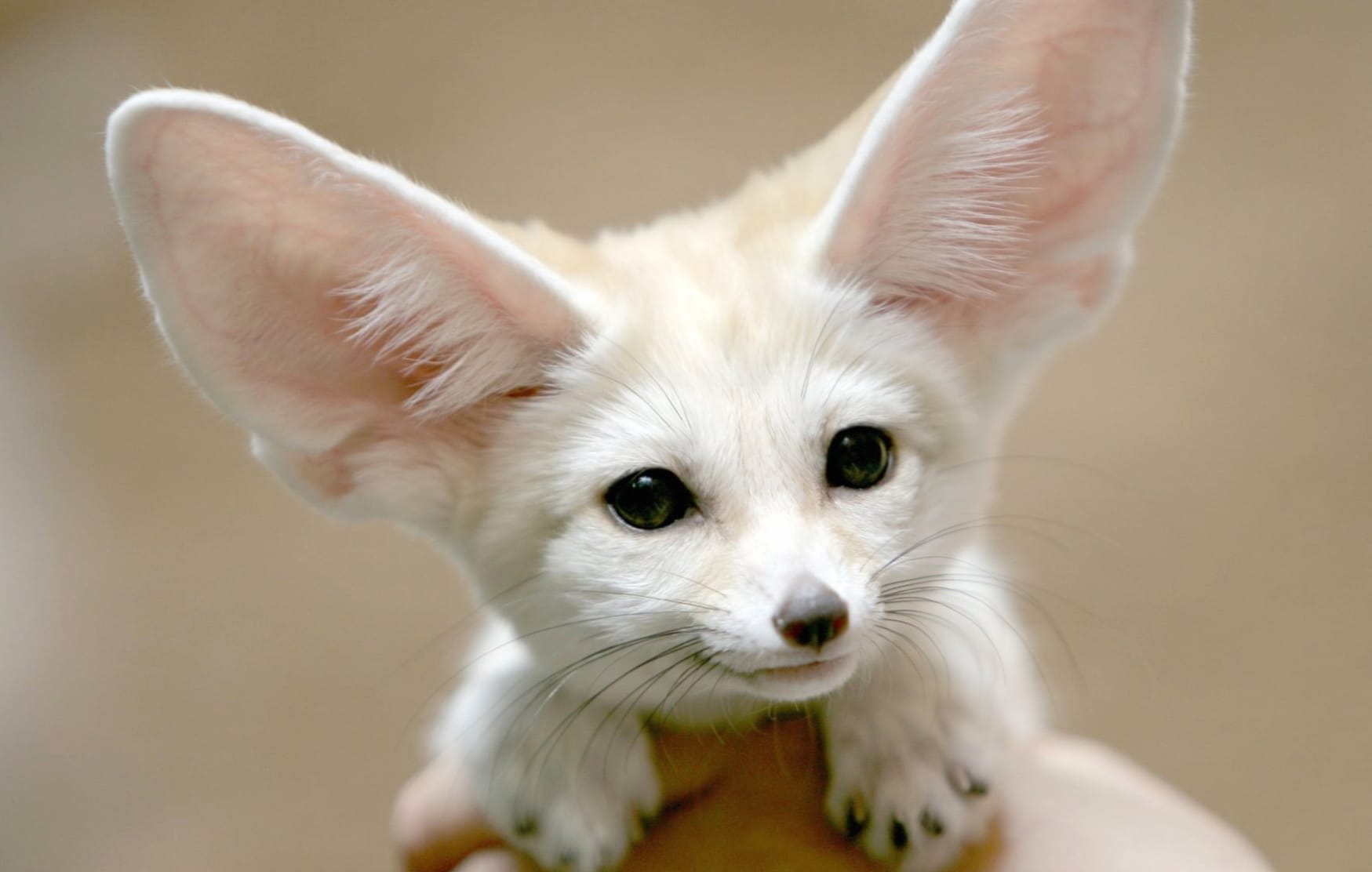 fennec wallpapers HD quality