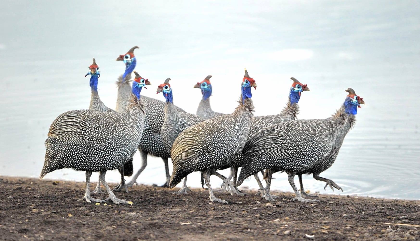 Guineafowl at 640 x 960 iPhone 4 size wallpapers HD quality