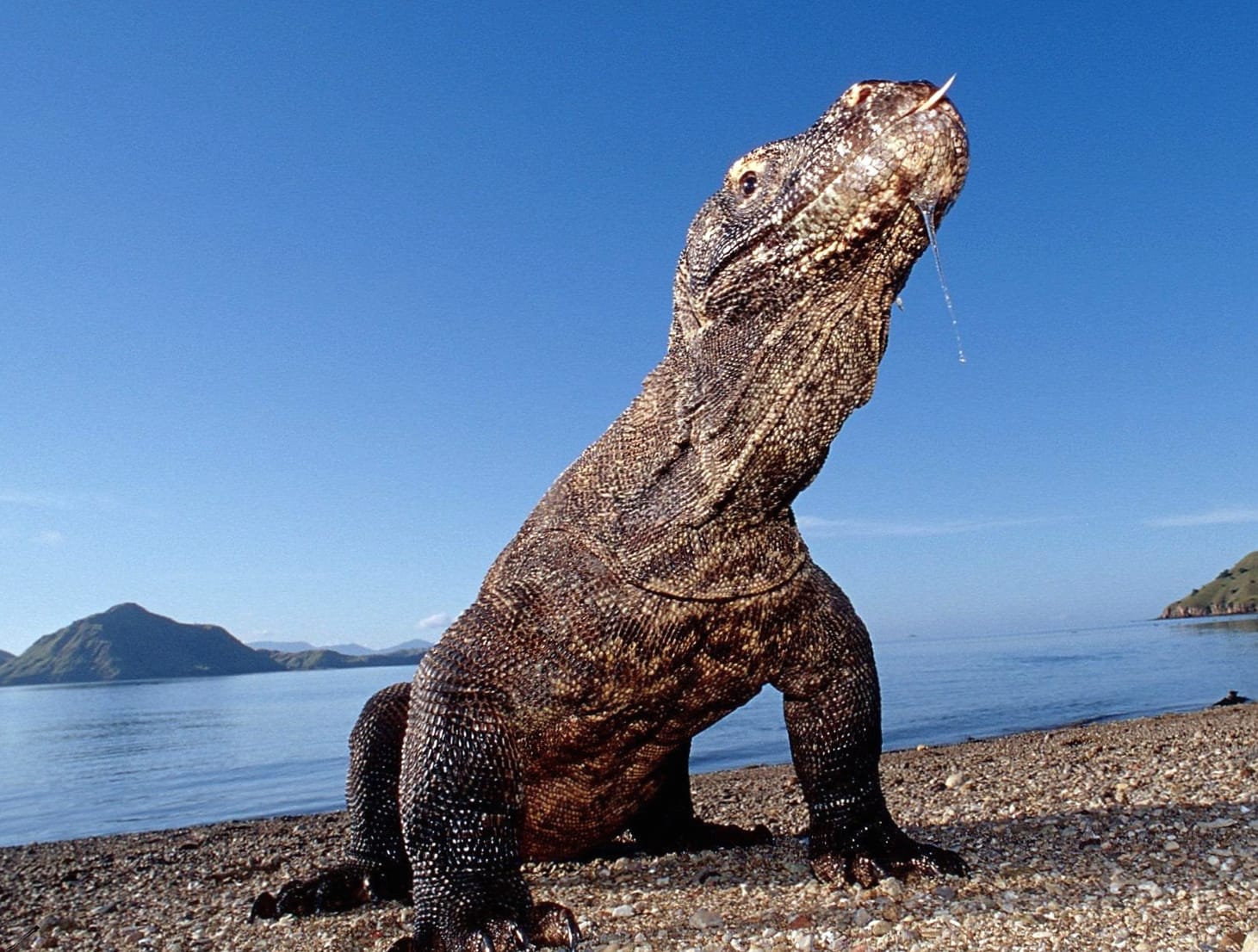 Komodo monitor at 750 x 1334 iPhone 6 size wallpapers HD quality
