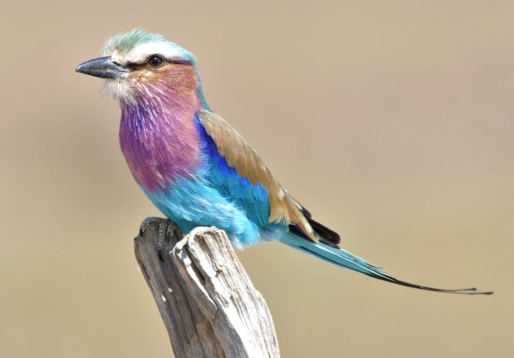 Lilac-Breasted Roller at 640 x 960 iPhone 4 size wallpapers HD quality