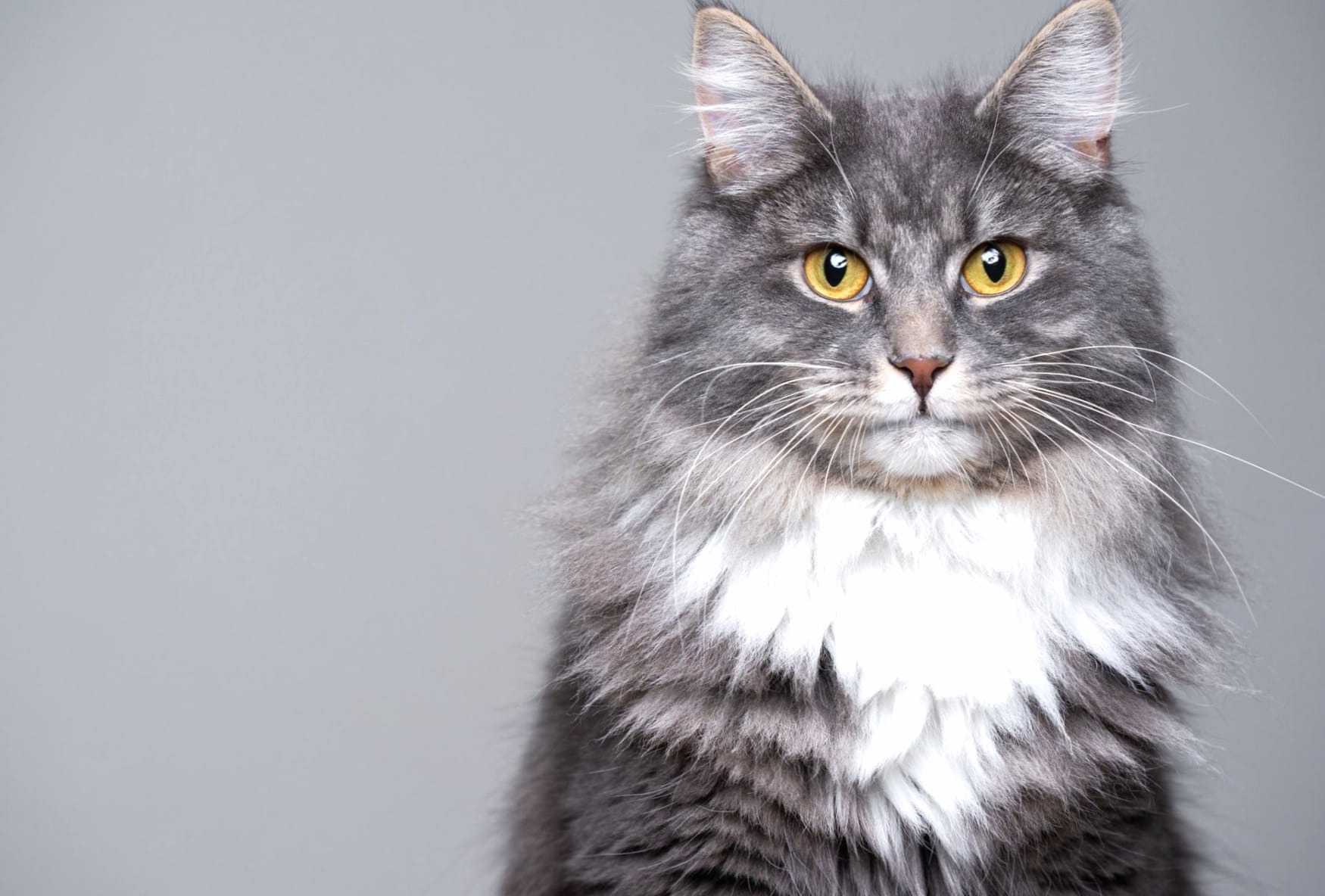 Maine Coon wallpapers HD quality