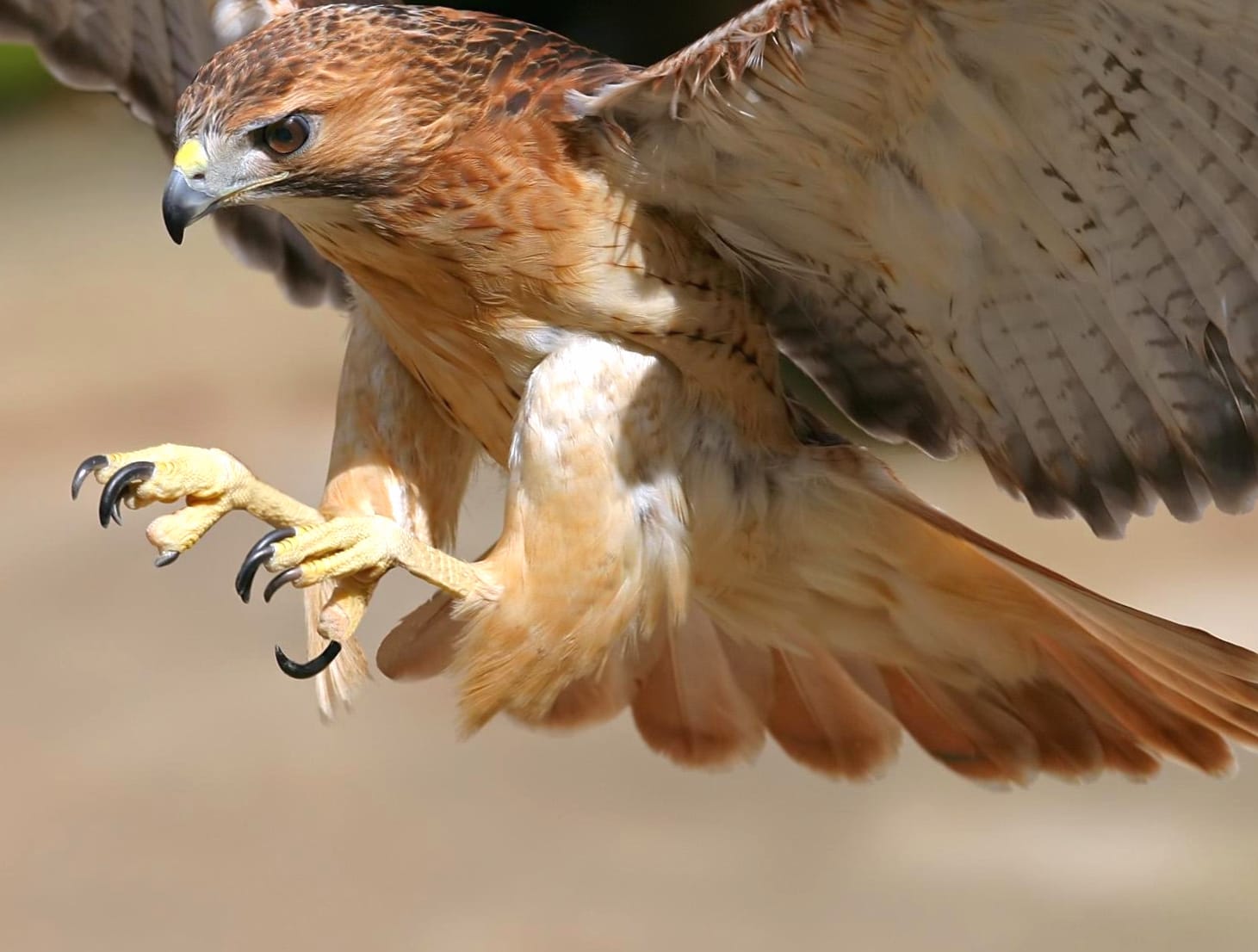 Red-Tailed Hawk wallpapers HD quality