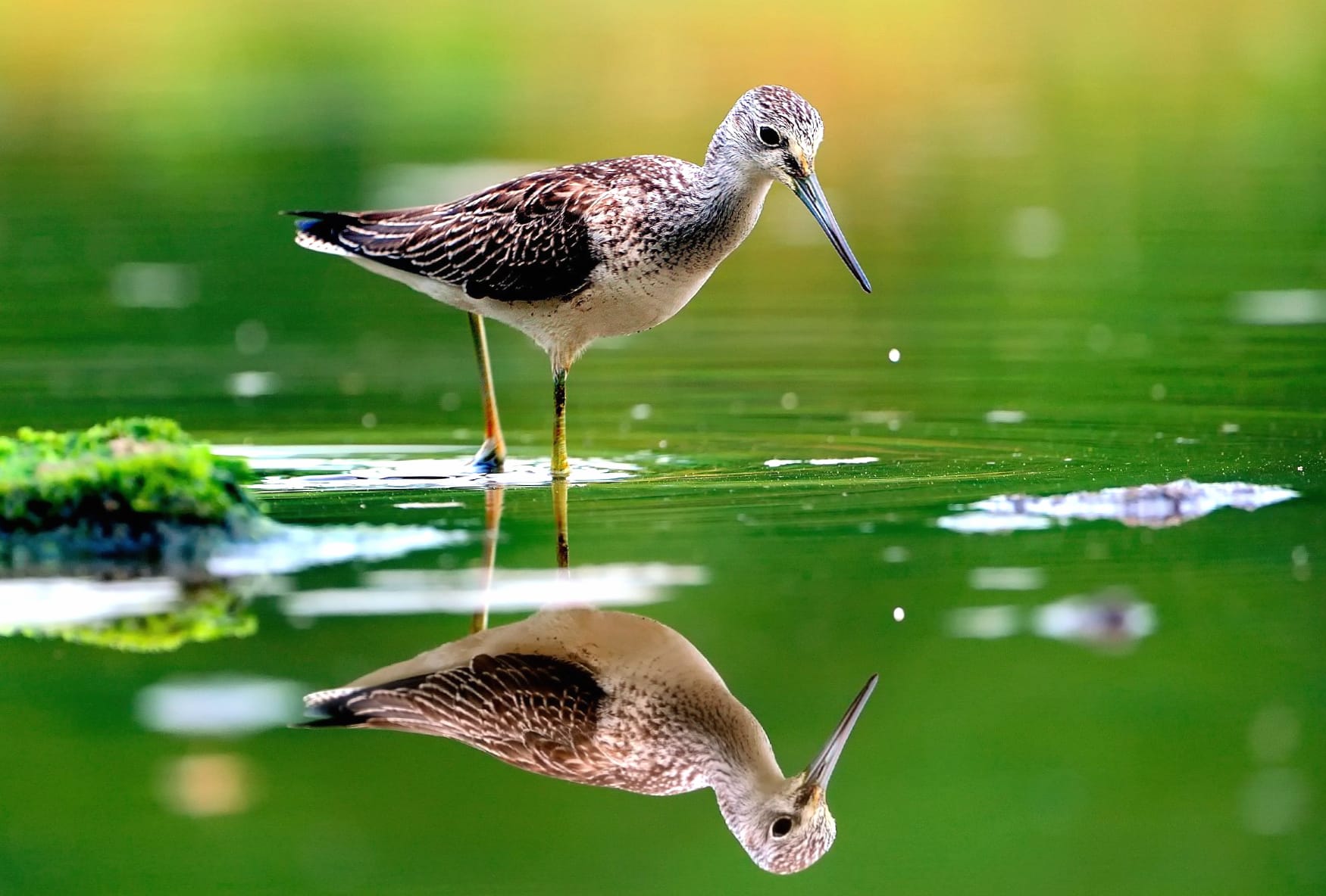 Sandpiper at 1600 x 1200 size wallpapers HD quality