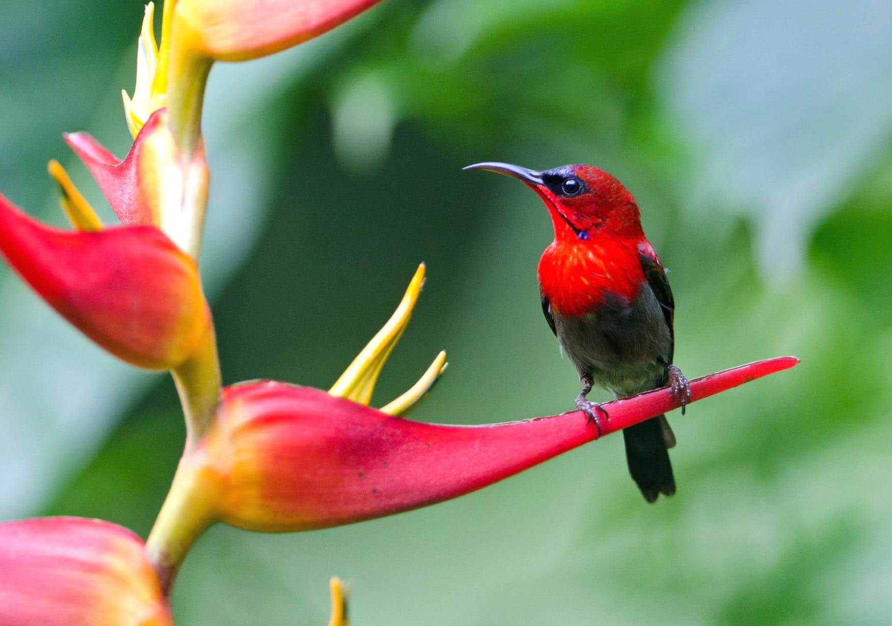 Sunbird at 1152 x 864 size wallpapers HD quality
