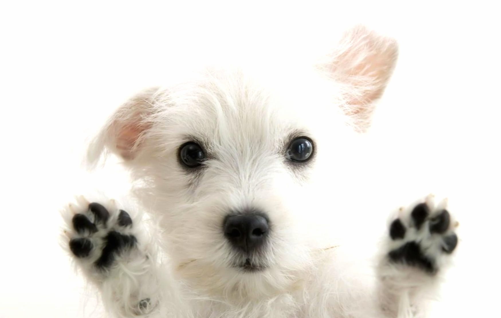 West Highland White Terrier at 640 x 1136 iPhone 5 size wallpapers HD quality