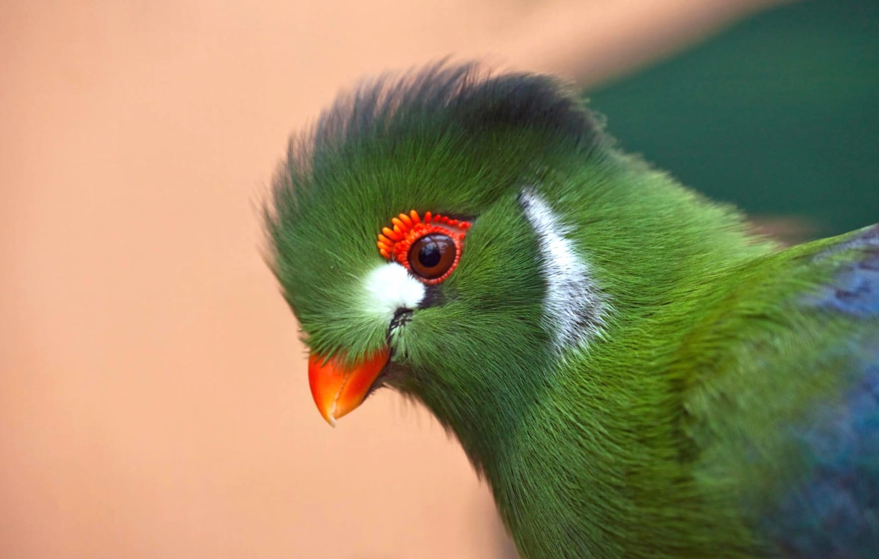 White-cheeked Turaco at 640 x 1136 iPhone 5 size wallpapers HD quality