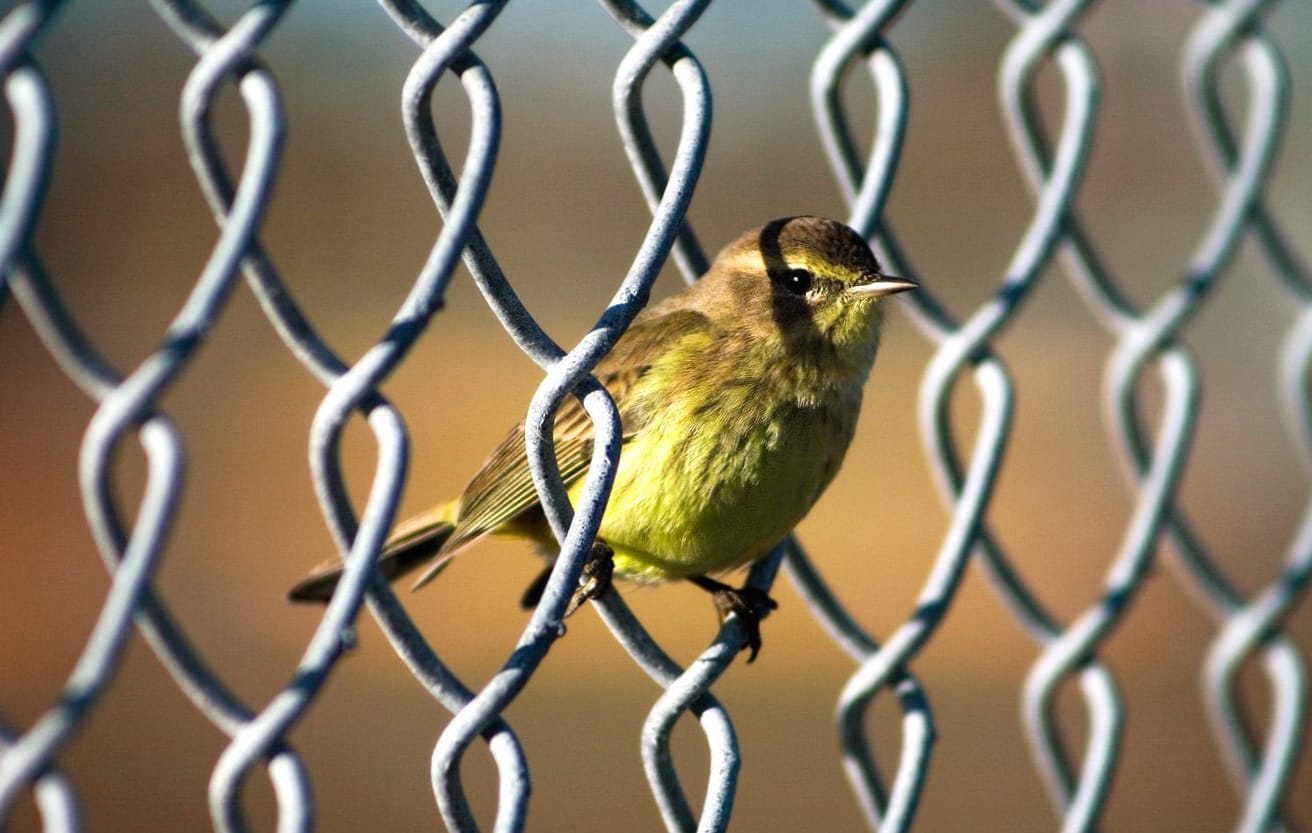 Yellowthroat wallpapers HD quality
