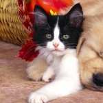 Cat & Dog wallpapers