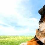 Cat & Dog free wallpapers