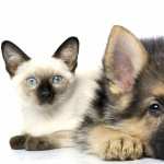 Cat & Dog wallpaper