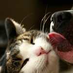 Cat & Dog photos