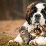 Cat & Dog download wallpaper