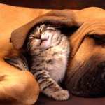 Cat & Dog images