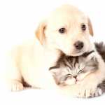 Cat & Dog hd photos