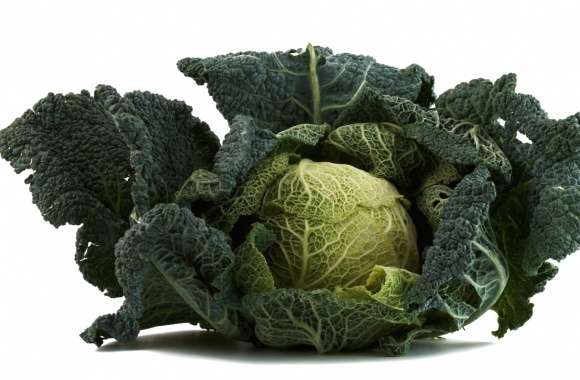 Cabbage wallpapers hd quality