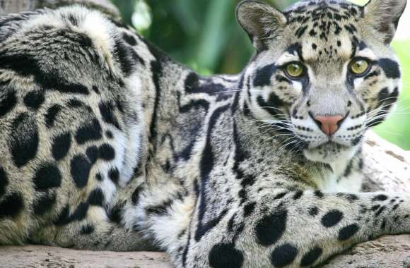 Clouded Leopard wallpapers hd quality