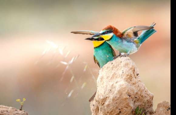 European Bee-Eater wallpapers hd quality