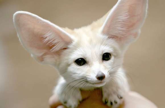 fennec wallpapers hd quality