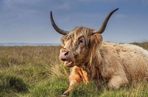 Highland Cattle wallpapers hd quality