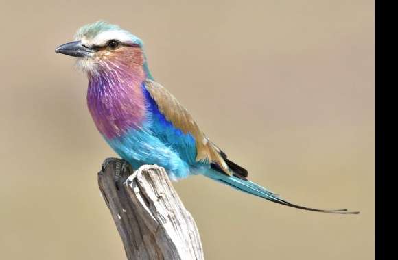 Lilac-Breasted Roller wallpapers hd quality