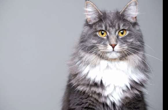Maine Coon wallpapers hd quality