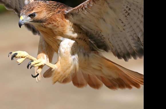 Red-Tailed Hawk wallpapers hd quality