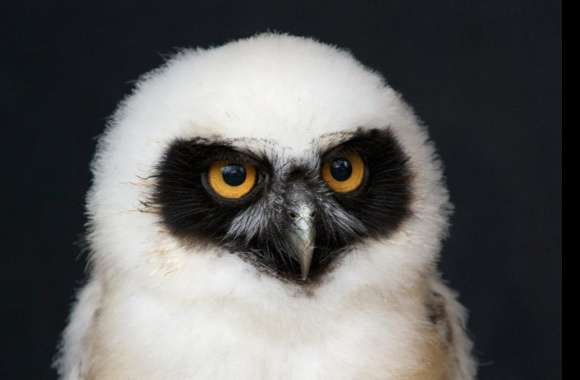 Spectacled Owl Chick