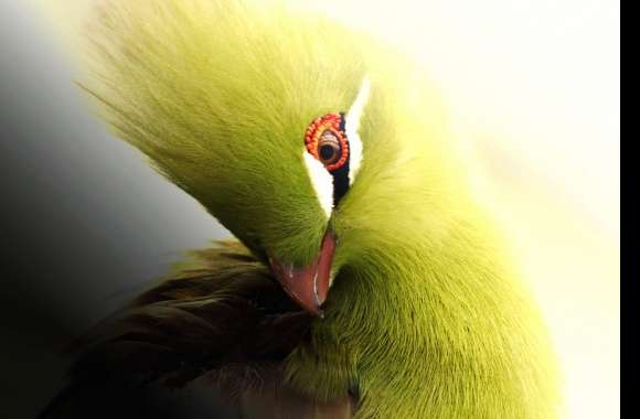 Turaco wallpapers hd quality