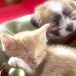 Cat & Dog high definition wallpapers