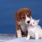 Cat & Dog hd wallpaper