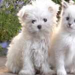 Cat & Dog PC wallpapers