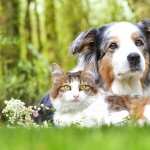 Cat & Dog hd pics