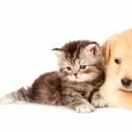 Cat & Dog new wallpapers