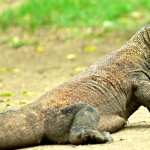 Komodo monitor wallpapers for android