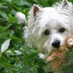 West Highland White Terrier background
