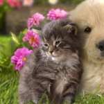 Cat & Dog wallpapers for android