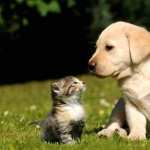 Cat & Dog hd desktop