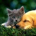 Cat & Dog wallpapers for desktop