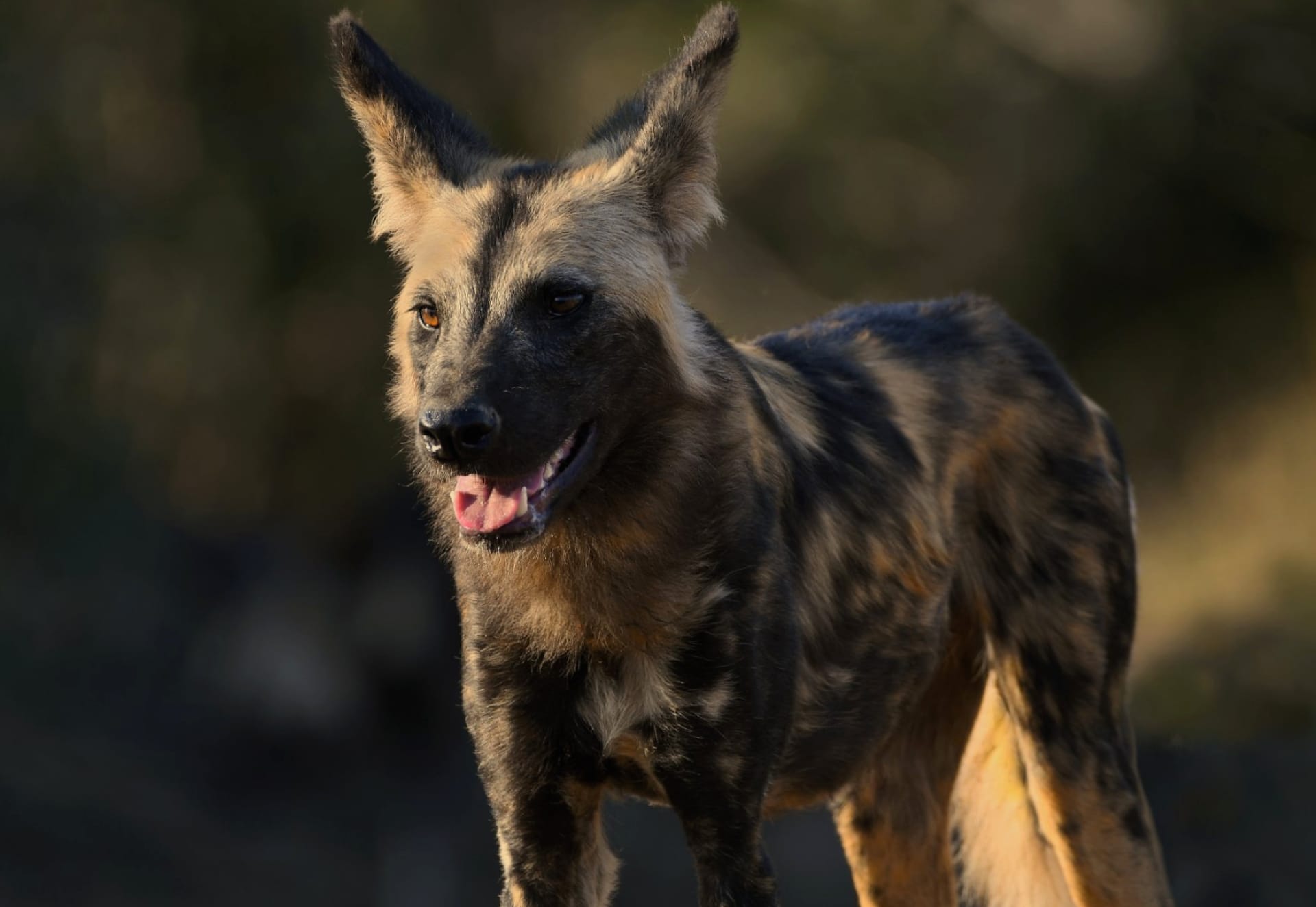 African wild dog at 1152 x 864 size wallpapers HD quality
