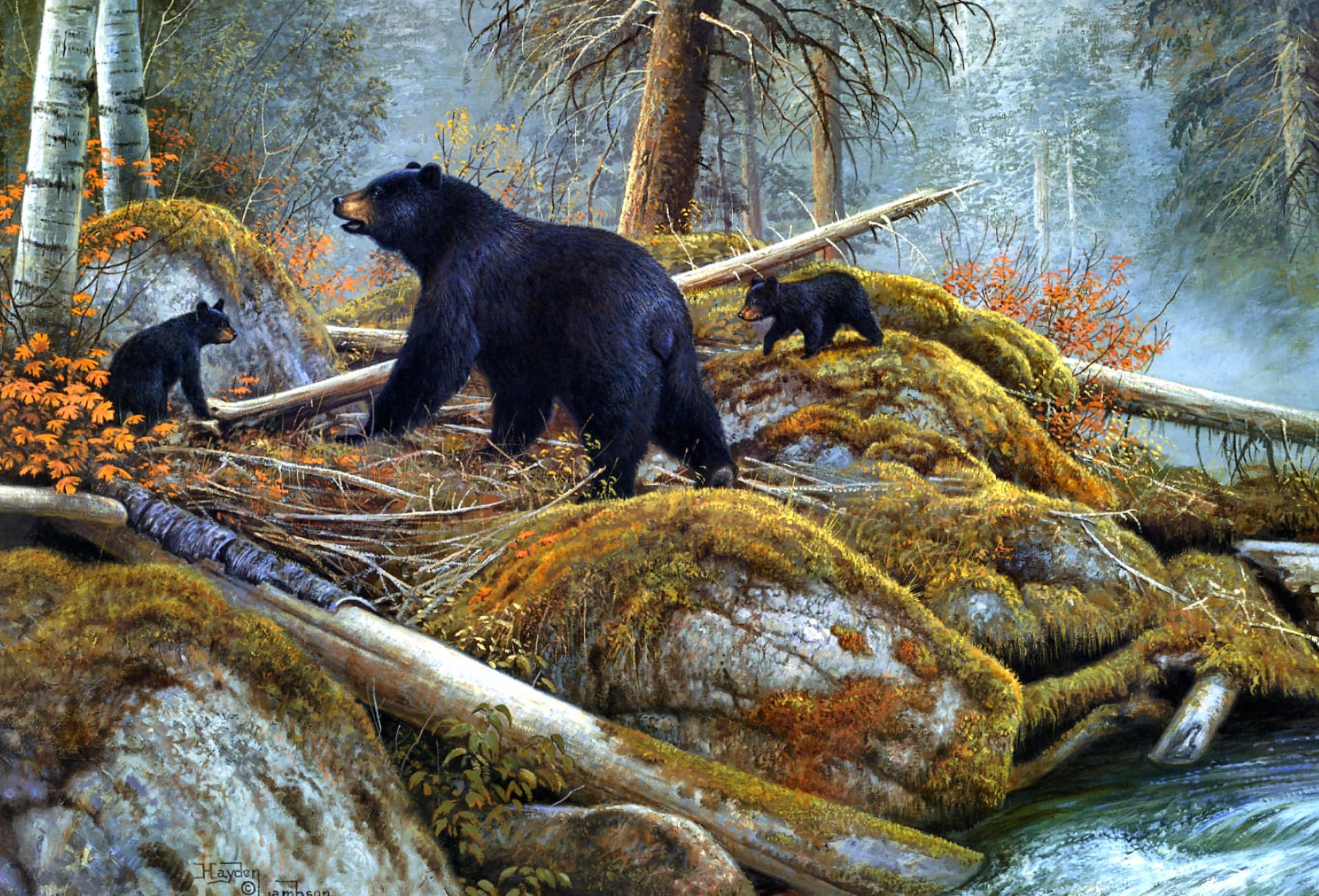 American Black Bear at 1024 x 1024 iPad size wallpapers HD quality