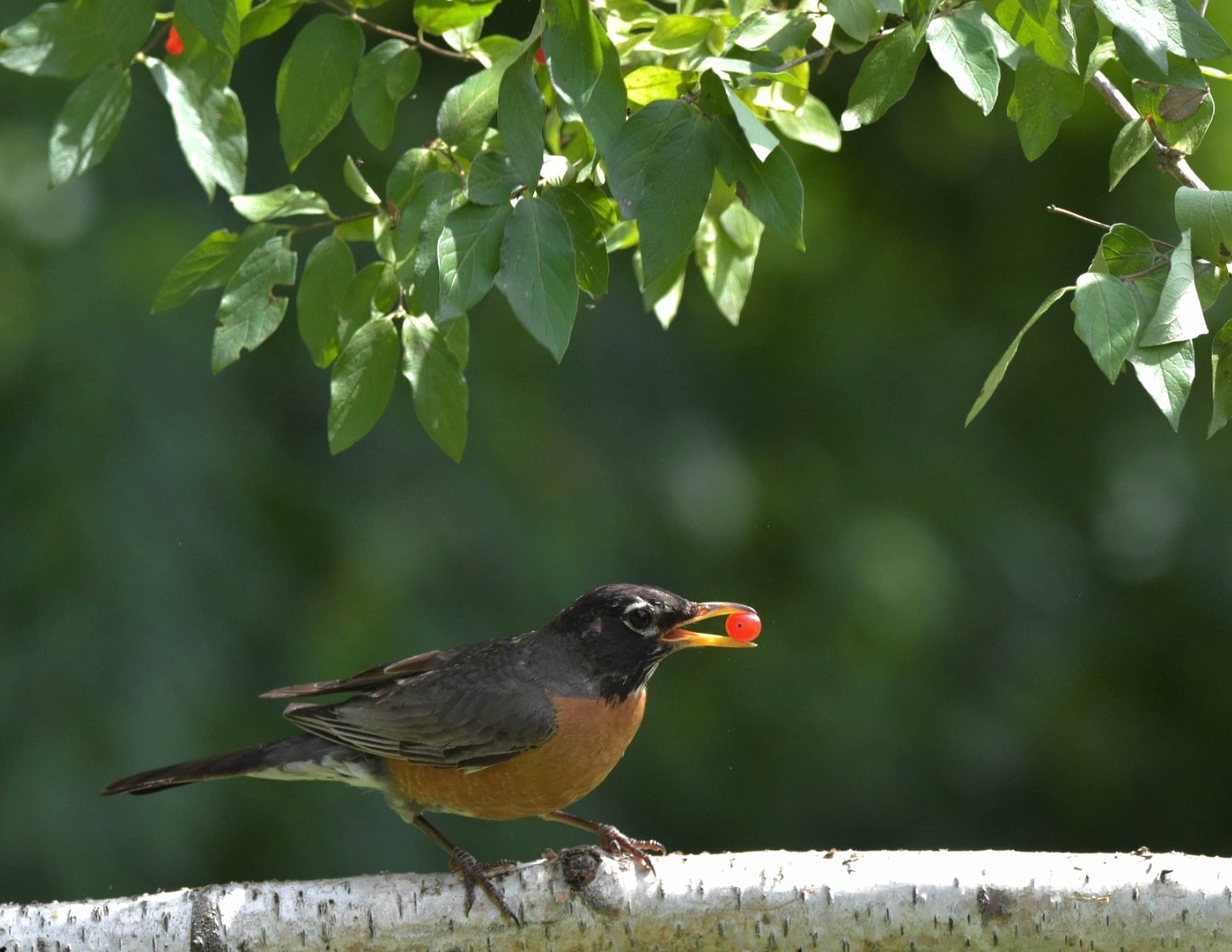 American robin at 1152 x 864 size wallpapers HD quality