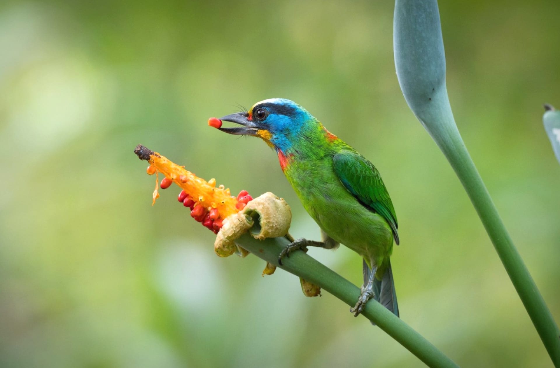 Barbet at 1600 x 1200 size wallpapers HD quality