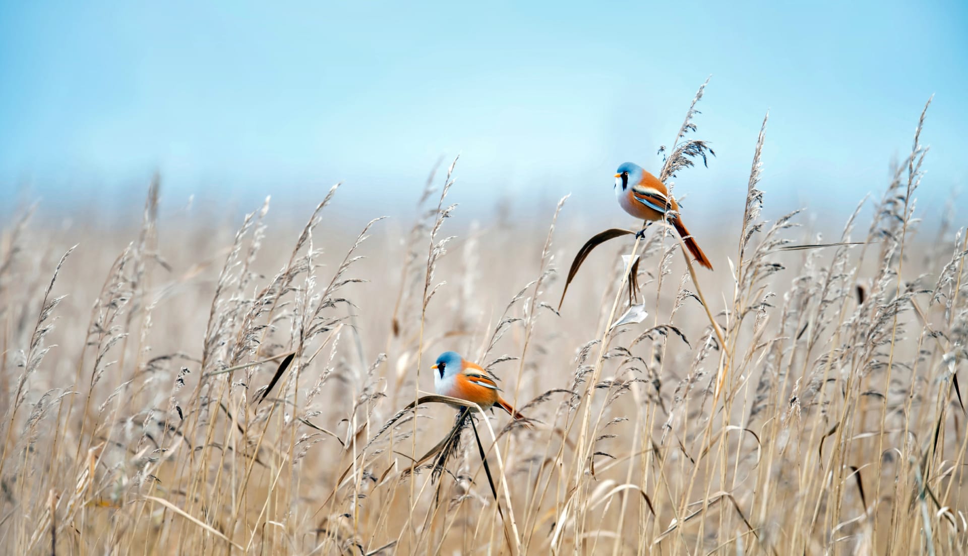 Bearded reedling at 1600 x 1200 size wallpapers HD quality
