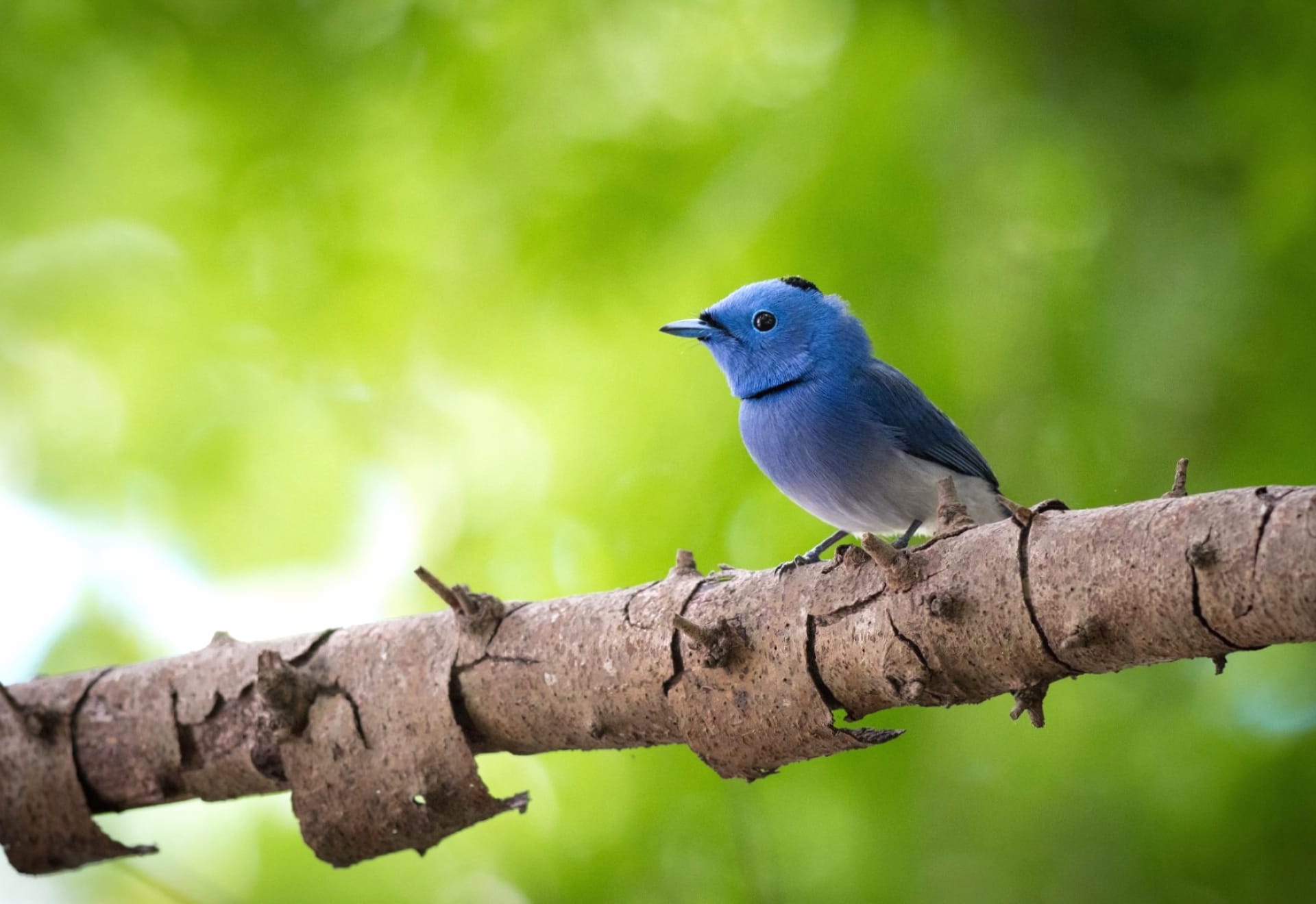 Black-Naped Monarch at 1334 x 750 iPhone 7 size wallpapers HD quality